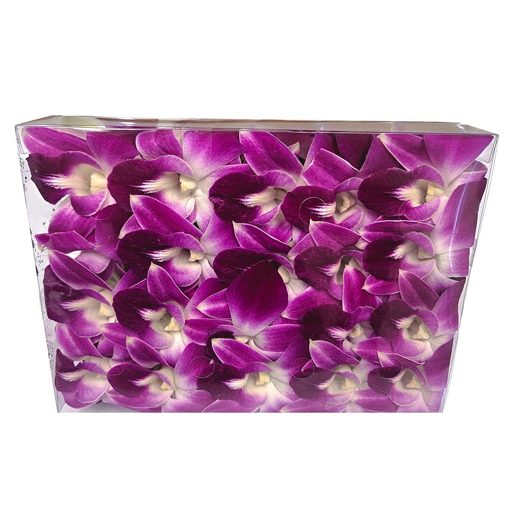 Phalaenopsis Blooming Orchid, Grower's Choice 2 spikes - J&L