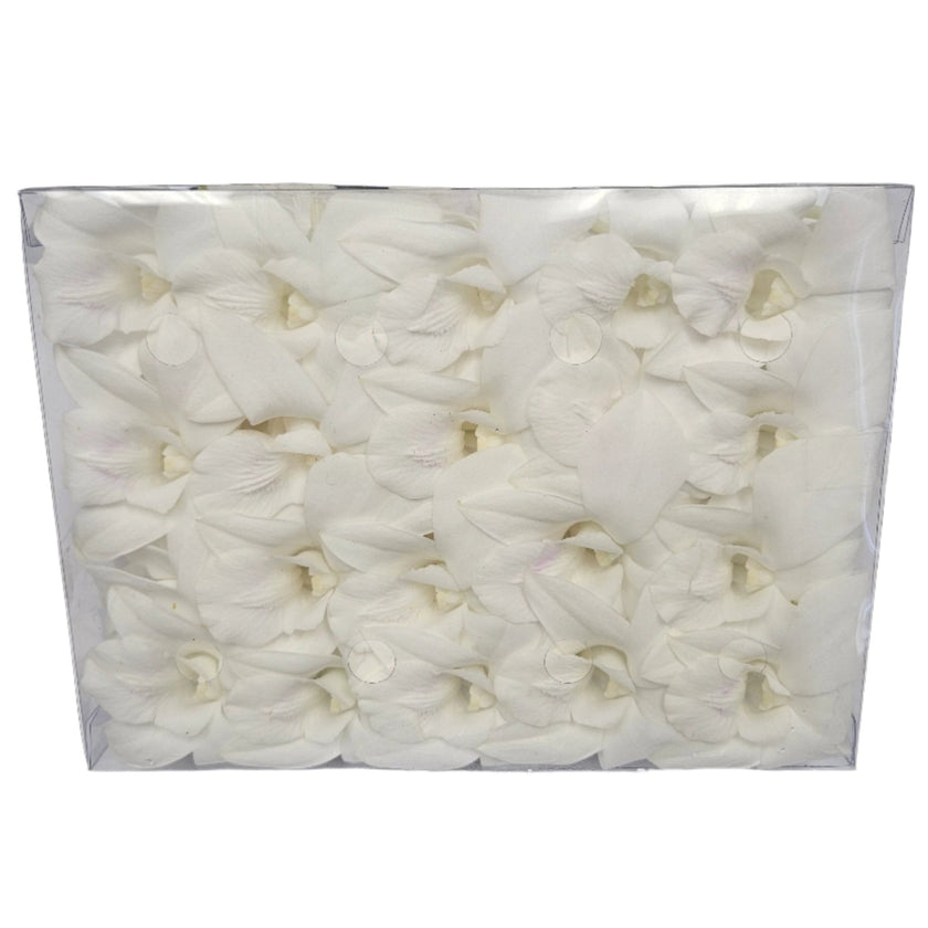 Loose Orchid Blooms - Box of 50 - Loose Blooms - Leilanis Leis