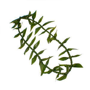 Ti Leafy Lei - Ti Leaf Lei - Leilanis Leis