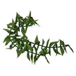 Ti Leafy Lei, Open Ended 60