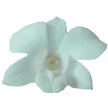 Loose Orchid Blooms - Box of 50 - Loose Blooms - Leilanis Leis