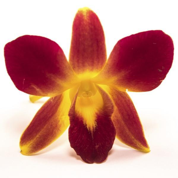 Loose Orchid Blooms - Box of 50 - Loose Blooms - Leilanis Leis