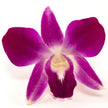 Loose Orchid Blooms - Loose Blooms - Leilanis Leis