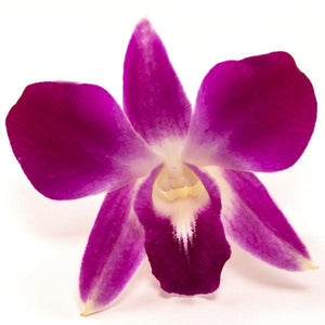 Loose Orchid Blooms - Loose Blooms - Leilanis Leis