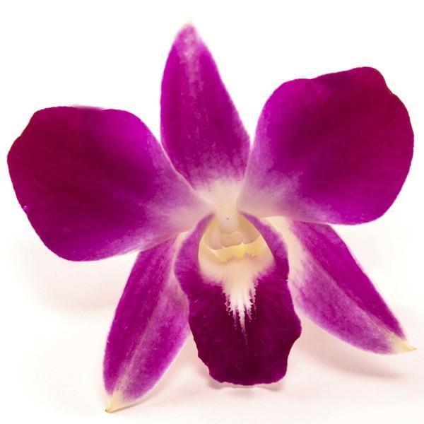 Loose Orchid Blooms - Loose Blooms - Leilanis Leis