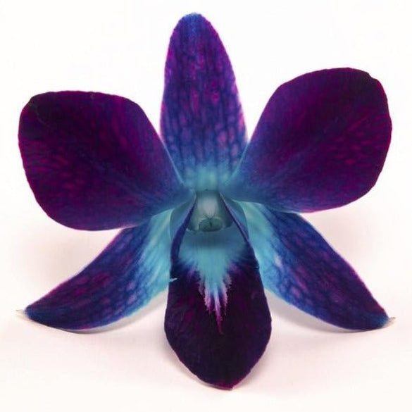 Loose Orchid Blooms - Loose Blooms - Leilanis Leis