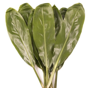 Loose Ti Leaves (10) - Loose Blooms - Leilanis Leis
